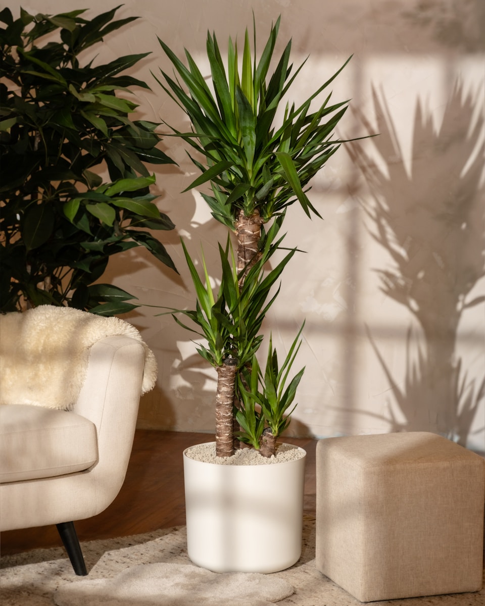 A living room with a chair and a potted plant